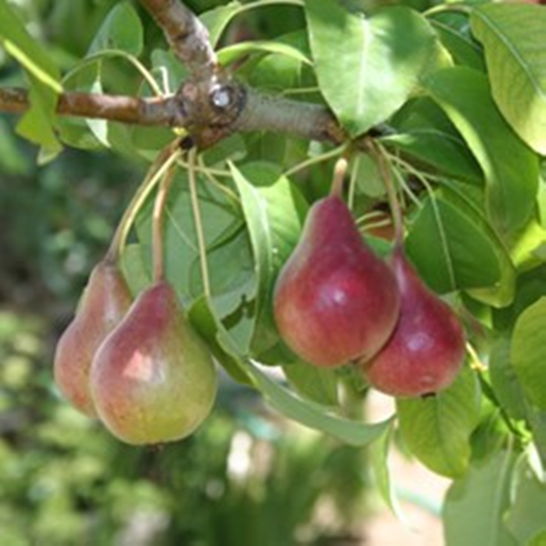 Wild Pear Tree